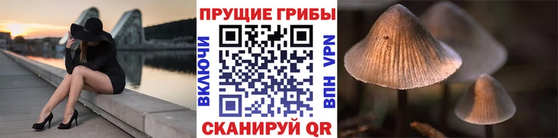 дарнет шоп  Исилькуль  blacksprut вход  Псилоцибиновые грибы GOLDEN TEACHER 